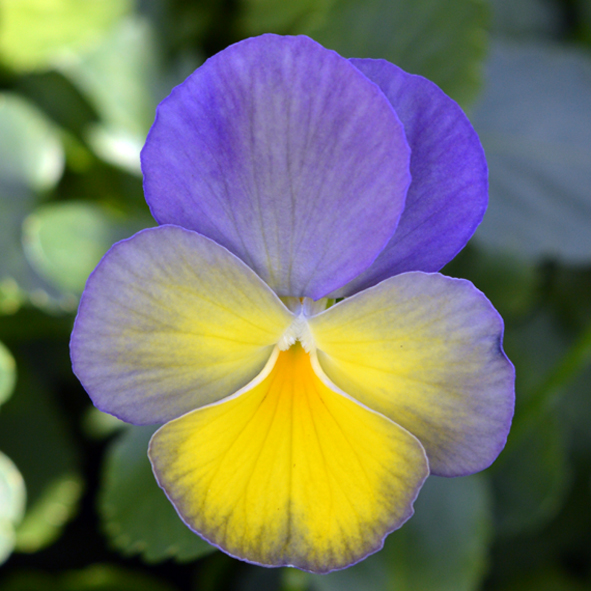 Victorian Viola Budgie